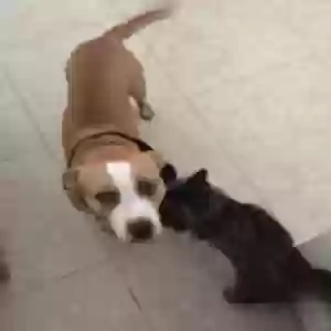 adoptable Dog in Patchogue, NY named Tony